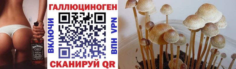 mega ссылки  Болотное  Галлюциногенные грибы Cubensis 